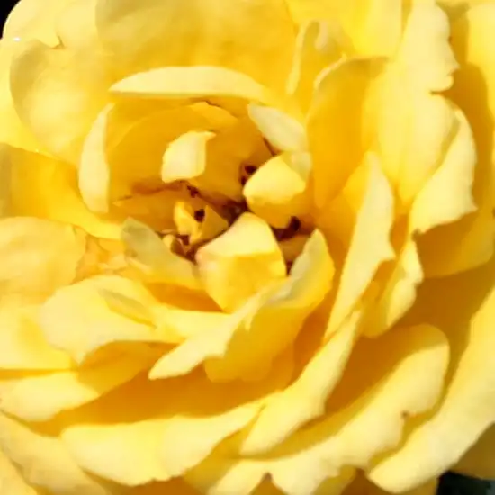 Trandafiri online - Galben - trandafiri miniatur - pitici - trandafir cu parfum discret - Rosa Gold Pin - Mattock, John - Este un trandafir care înfloreşte din belşug, cu culori vii, pentru ornamentarea marginilor şi foarte arătos sădit în faţa plantelor